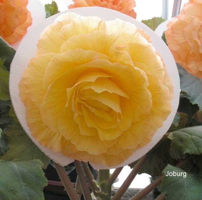B. ‘Joburg’